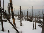 Hodslavice