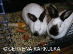 Velikonoce v Perníkové chaloupce 2005